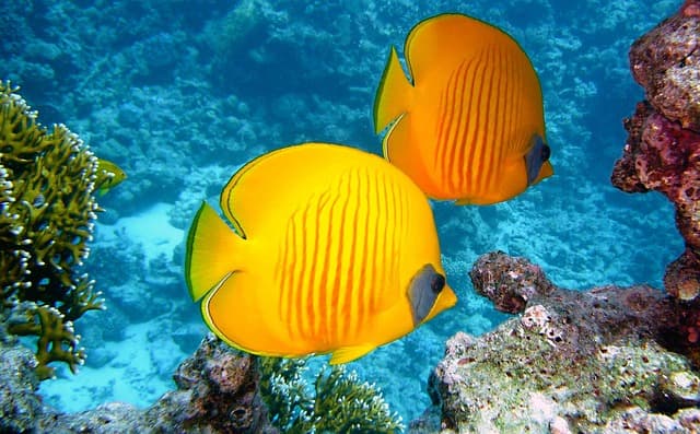 fish